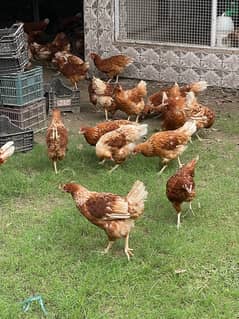 Lohman brown hen | Hens | lohmann | Murgiya | Egg laying | desi hen