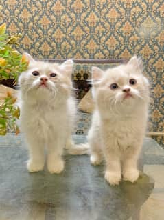 persian kitten pair