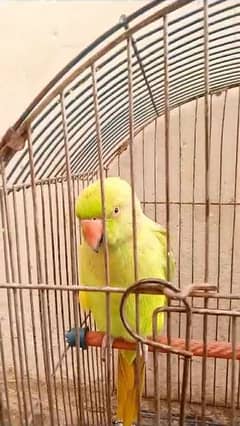 green parrot