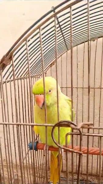 green parrot 0