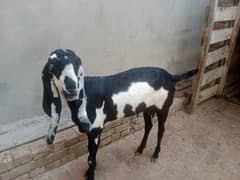 goat praghant 2 month