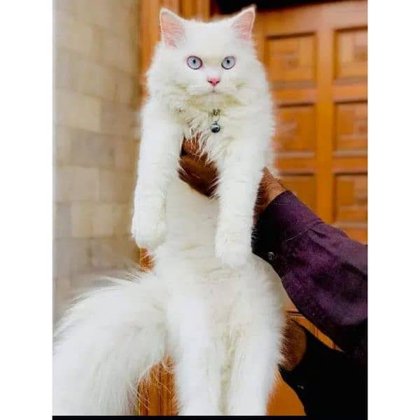 Persian hamalian british punch face piki face cat's and kitten's 2