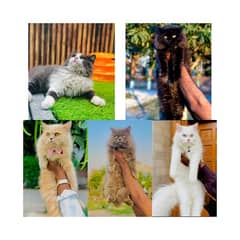 Persian hamalian british punch face piki face cat's and kitten's 0