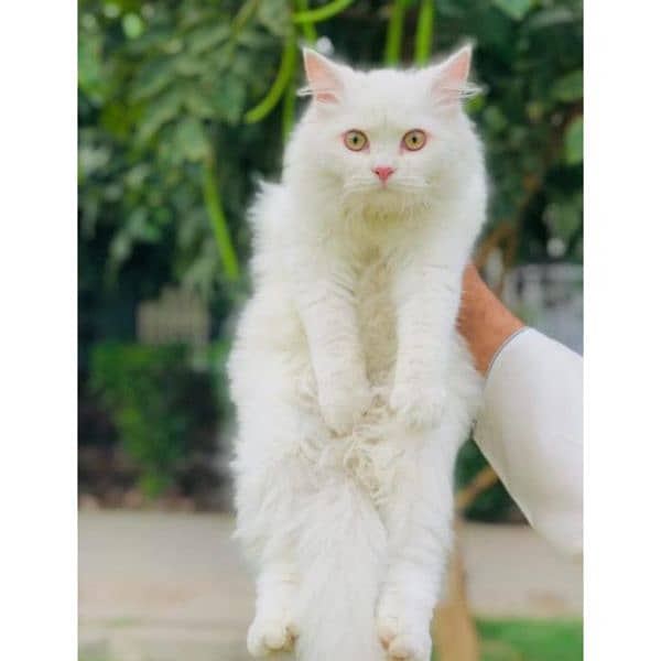 Persian hamalian british punch face piki face cat's and kitten's 4