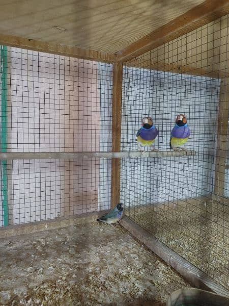 Gouldian and baglies breeder pairs for sale 0