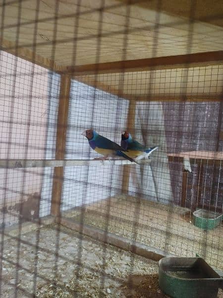 Gouldian and baglies breeder pairs for sale 1