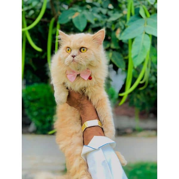 Persian hamalian british punch face piki face cat's and kitten's 7