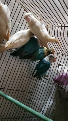 lovebirds. parblue. albino. common latino. blue feshri. latino personata