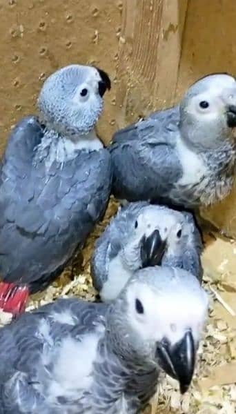 African grey parrot for sale 0319-4340-226 1