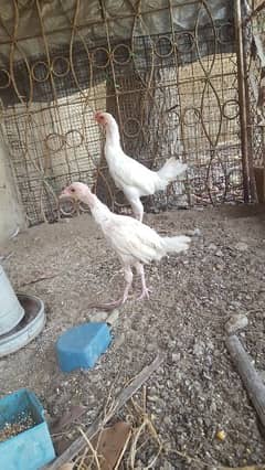 white aseel chicks