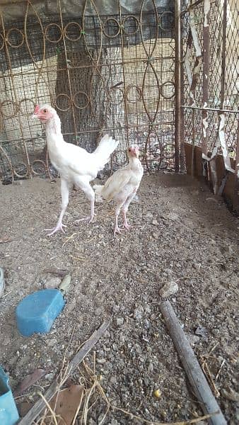 white aseel chicks 1