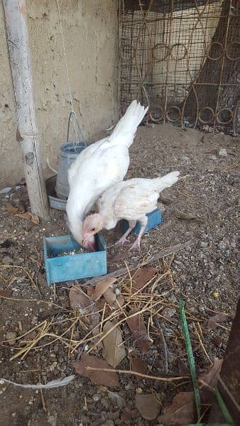 white aseel chicks 2