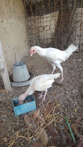 white aseel chicks 4