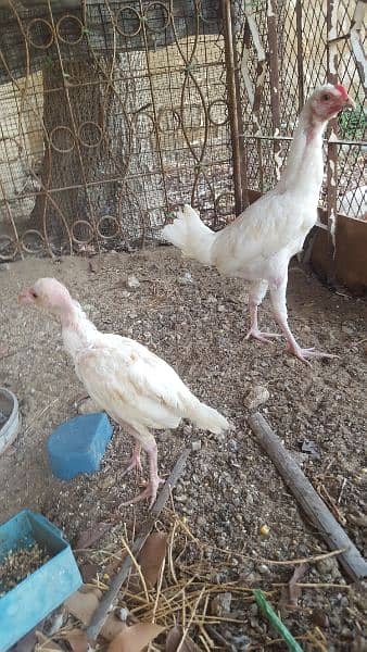 white aseel chicks 5