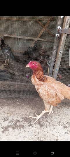 young female aseel hen