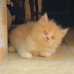 Persian cat for sale my WhatsApp number 03468444939