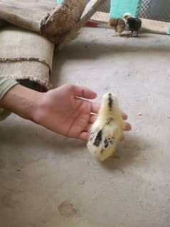 Pure Golden Misri / Desi chicks Age 30   days Healthy 03364578464