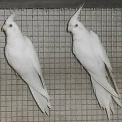 Eno Cocktail Pure white. Grey Cockatiel Pair