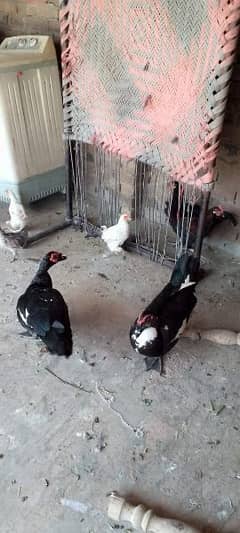 Muscovy duck Batakh