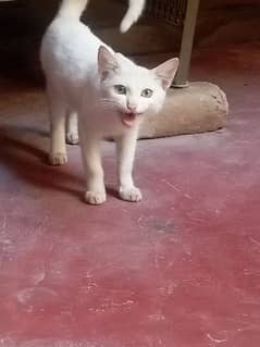 white cat for sale age. 4munth