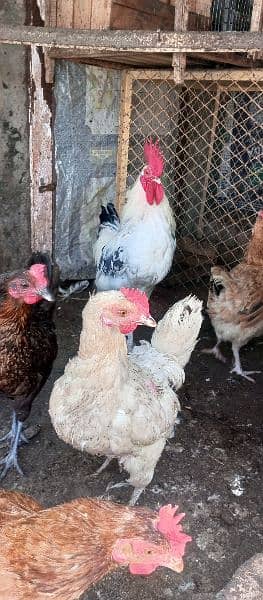 desi home grown hens 2