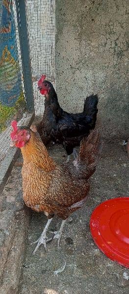 desi home grown hens 3