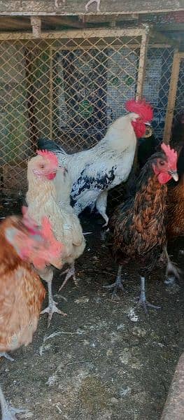 desi home grown hens 4