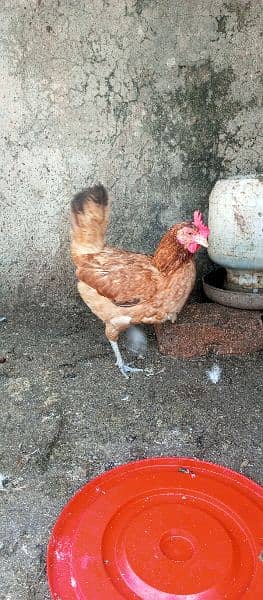 desi home grown hens 5