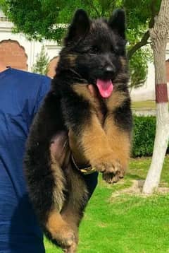 German shepherd long Cote show quality havey bone structure male f s