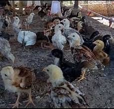 20 Aseel Chicks Avaiable For Farming