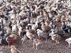 20 Aseel Chicks Avaiable For Farming 1