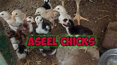 20 Aseel Chicks Avaiable For Farming 2