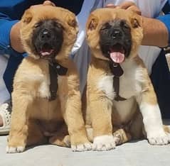 King Turkish kangal pair show quality havey bone structure for sale