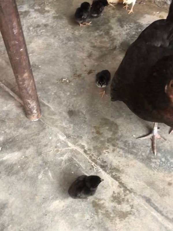 Full Black Aseel Hen | With 10 Chicks… 1