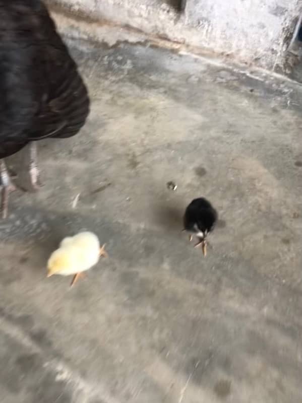 Full Black Aseel Hen | With 10 Chicks… 3