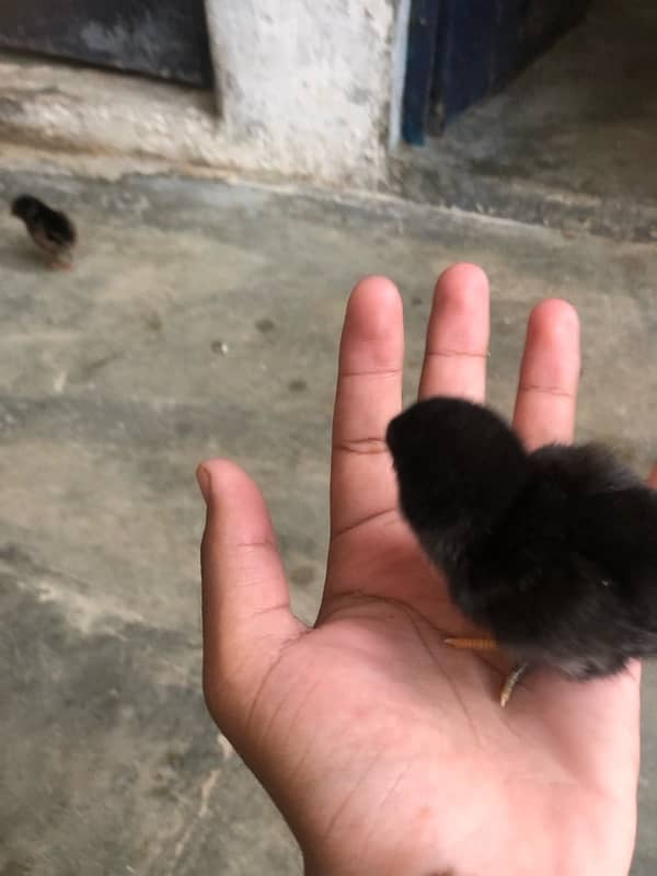 Full Black Aseel Hen | With 10 Chicks… 4