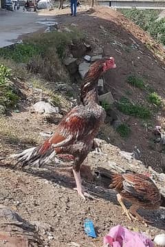 Mianwali aseel bird for sale 18 months age