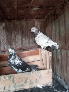 Pigeons pair for sale