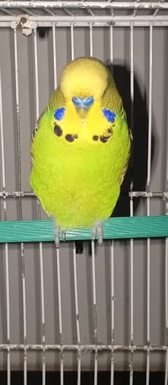 Exhibition Budgies Budgies pair 3500 fnf