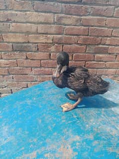 female duck age 4 month