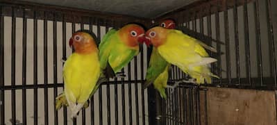 Love bird 2 Piar for sale