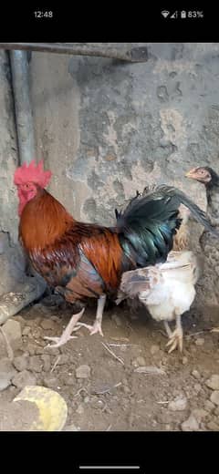 aseel and Desi hens for sale