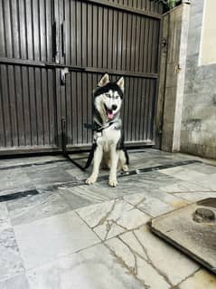 husky for sale