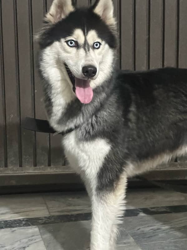 husky for sale 1