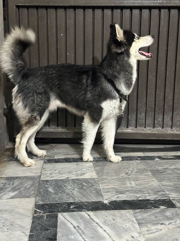 husky for sale 2