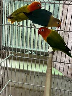 Lovebirds 2 pairs and 3 young birds for sale