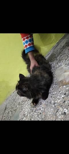 a heamliyan Persian  female cat for sale cat is on heat