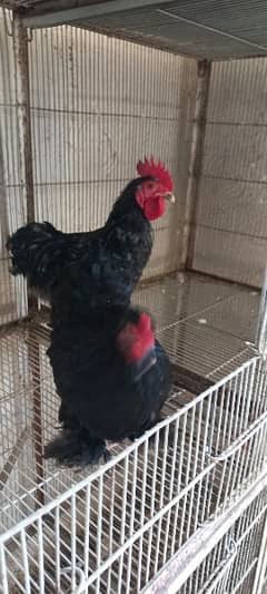 Black Bantam egg laying Pair