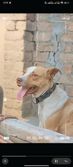 pitbull female cross breed