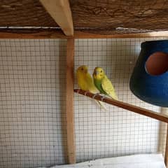 Australian budgies pair